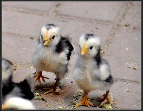 亲小鸡视频,温馨亲子时光，共度欢乐时光