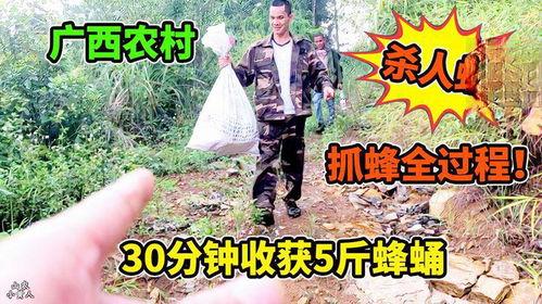 抓黄蜂视频,捕捉黄蜂的刺激冒险